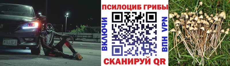 Галлюциногенные грибы Psilocybe  купить   Ухта 